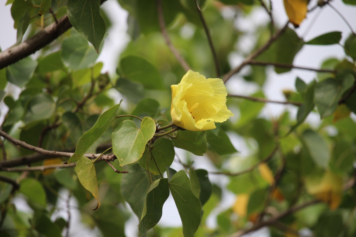 Thespesia populnea (L.) Sol. ex Corrêa